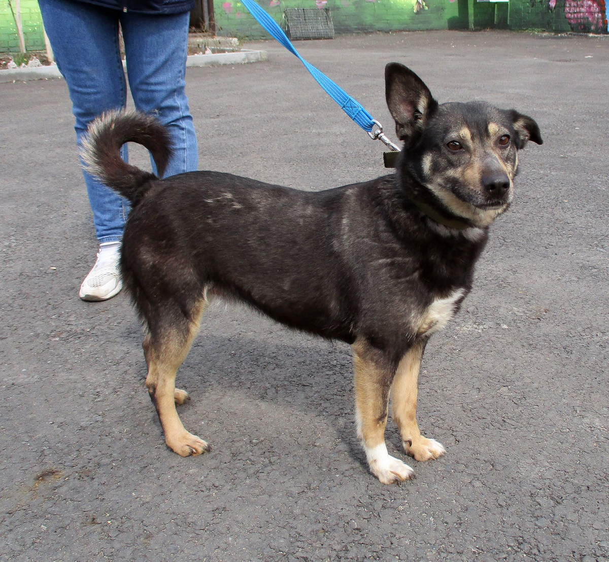 "Где же ты, хозяин?"