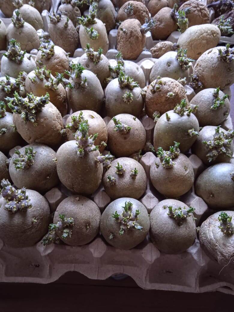 картофель ждёт своей очереди