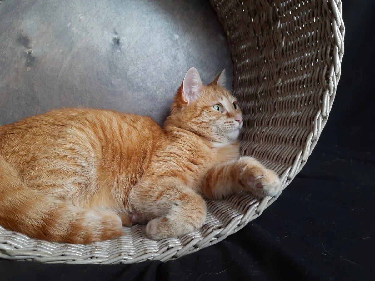 Норный коть