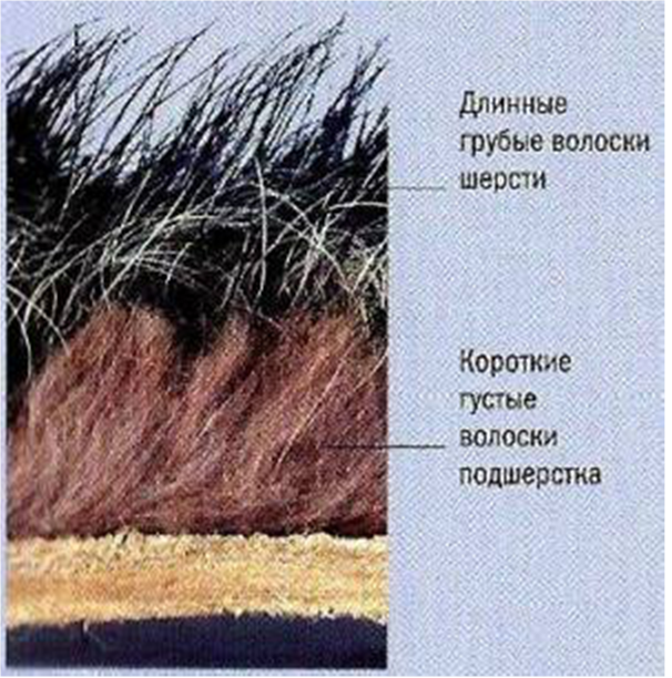 Чем отличается шерсть от волос. Остевая шерсть с подшерстком. Остевые волосы у млекопитающих это. Ость и подшерсток.