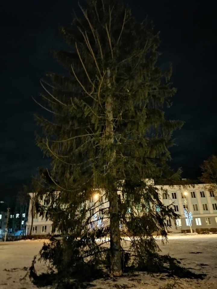     Такую ёлку после транспортировки великолучане увидели в прошлом году. Фото: Мариша Волкова в социальной сети "ВКонтакте"