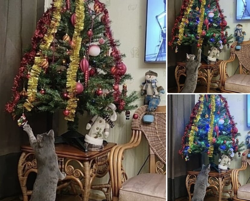 Привет из дома передает котик Маркуша (теперь Кузя), который уехал из приюта домой 23 июня 2022 года: «Первая ёлка в жизни Кузи 😍».