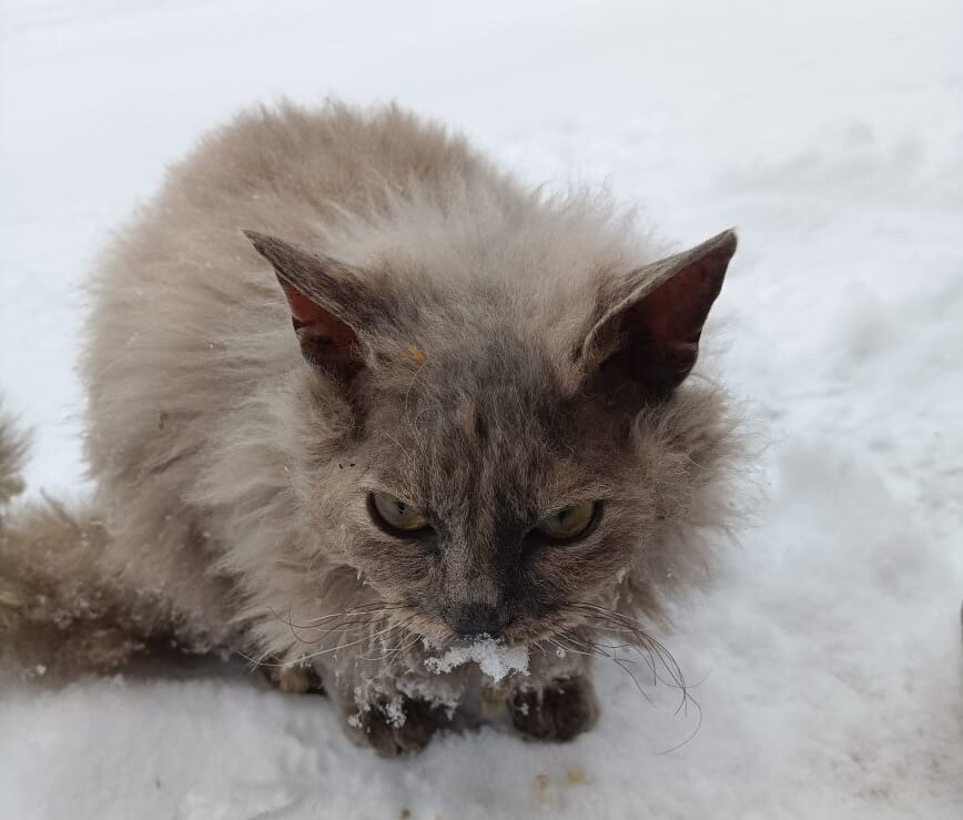 Симке нужен добрый, хороший человек!