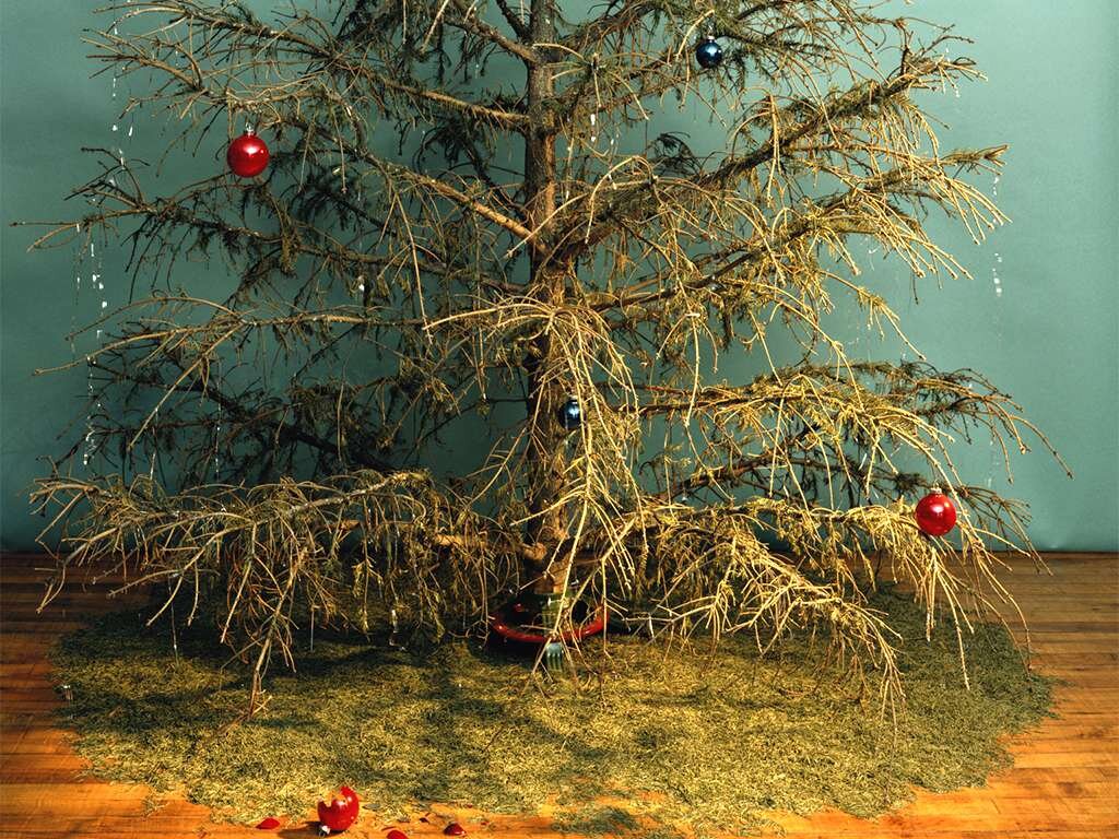 Новогодняя ель с осыпавшейся хвоей. Фото: www.news.myseldon.com