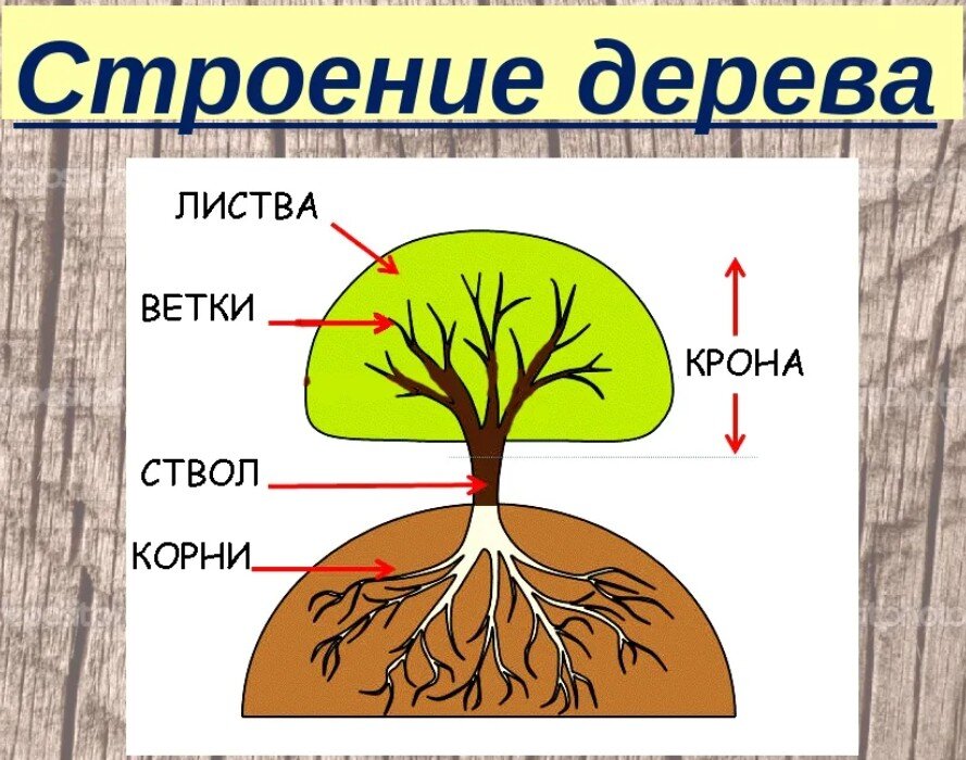 Фантазии, навеянные самой природой. 8 идей декора из дерева