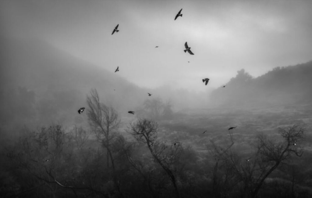     Фото: Charlies Lieberman