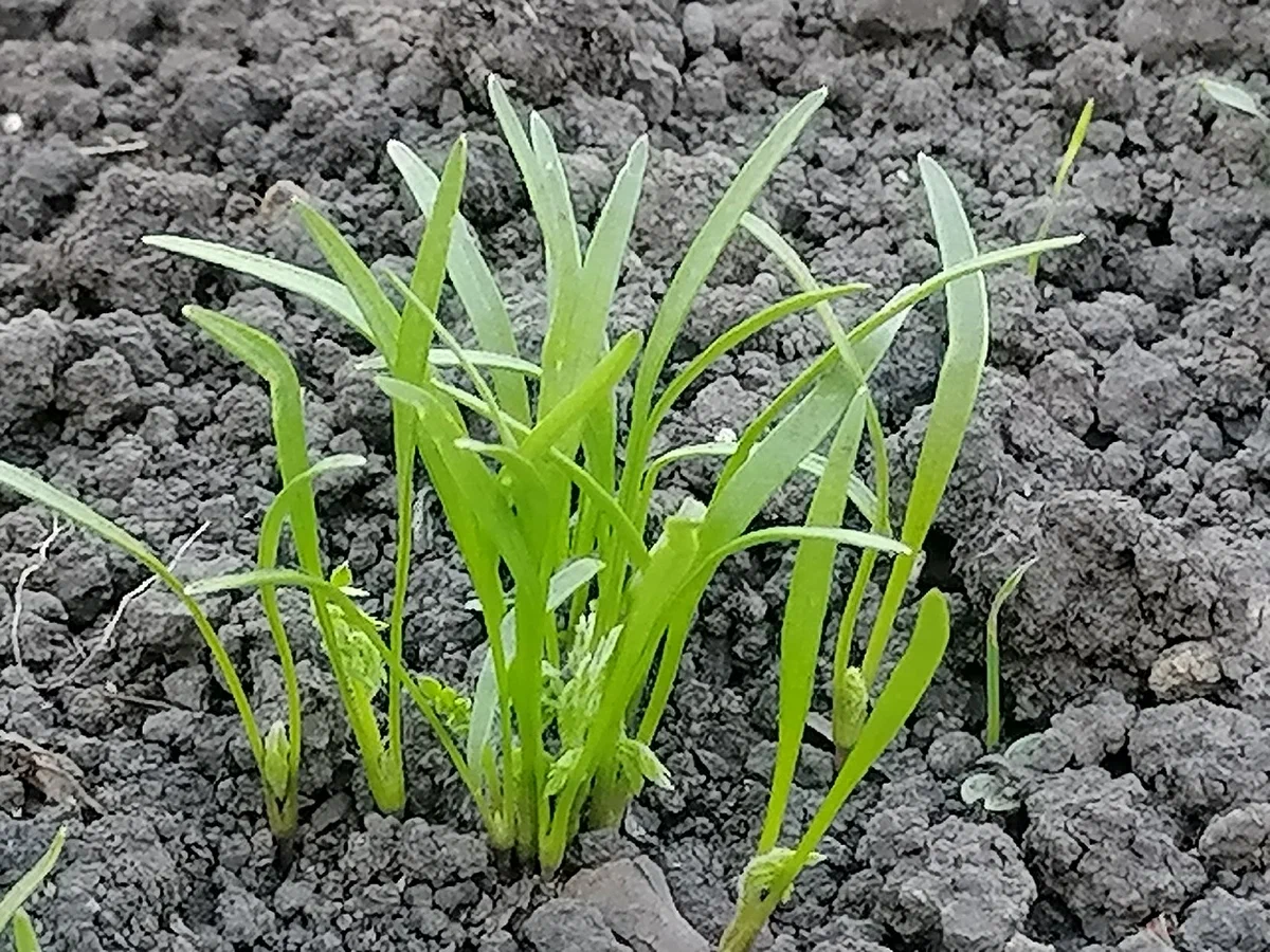 Моя морковь, сеяла щепотками