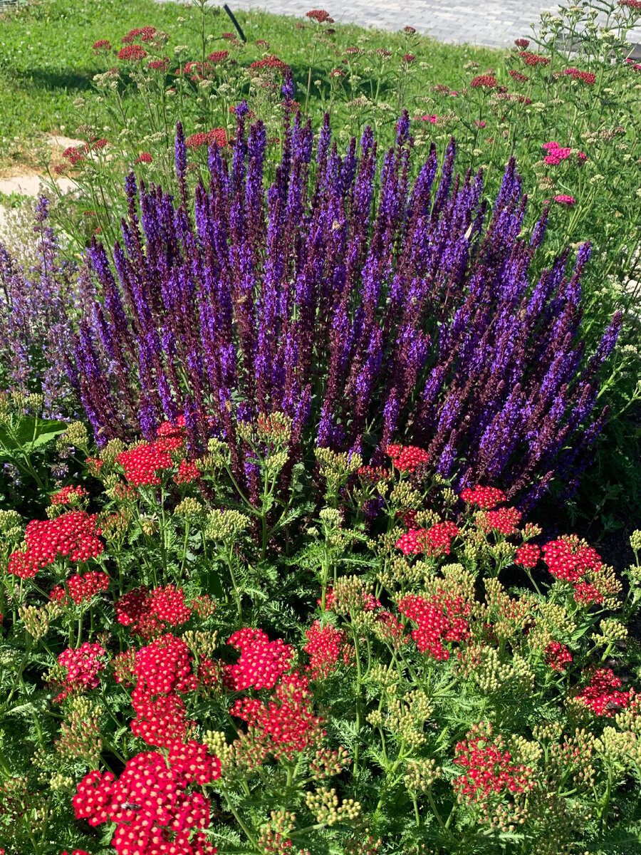 Тысячелистник фото из моего сада: впереди red velvet, на третьем плане: Cerise Queen и Lilac beauty.