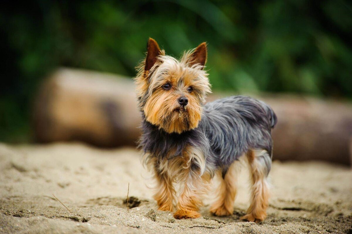 Йоркширский терьер