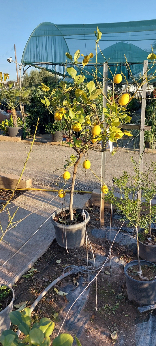 Лимон - пожалуйста! И уже с плодами