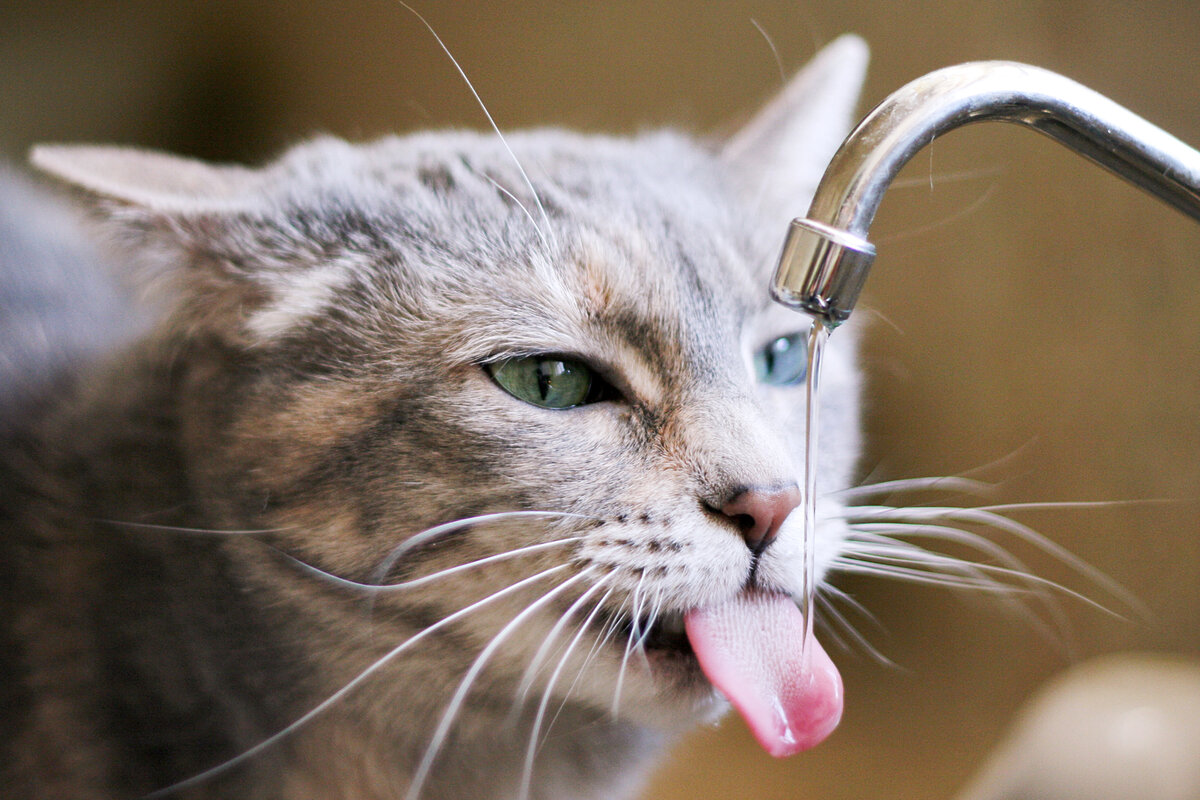 Кажется, что по мнению большинства котов и кошек, именно в ванной хозяина расположен «главный источник жизни на Земле». 