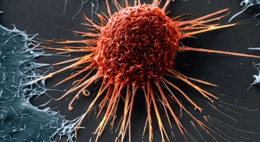    Раковые клетки имеют определенный запах, который могут улавливать животные с хорошим обонянием