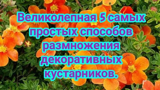 Великолепная 5 самых простых способов размножения декоративных кустарников.