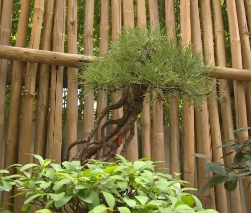 Японская черная сосна 
Источник: https://www.gyorplusz.hu/kertbarat-magazin/a-nemzeti-bonsai-gyujtemenyben-jartunk/

