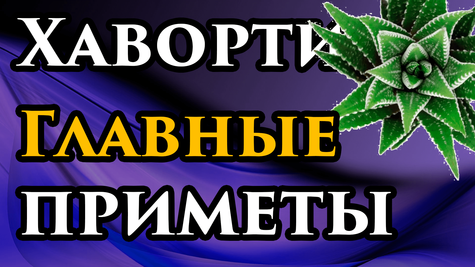 Энергетический барометр вашего дома — Хавортия: приметы и суеверия