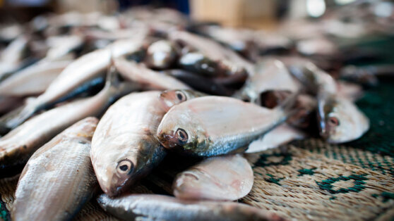    Россия увеличила экспорт морепродуктов, курицы и мяса в Китай Юлия Шелковенко