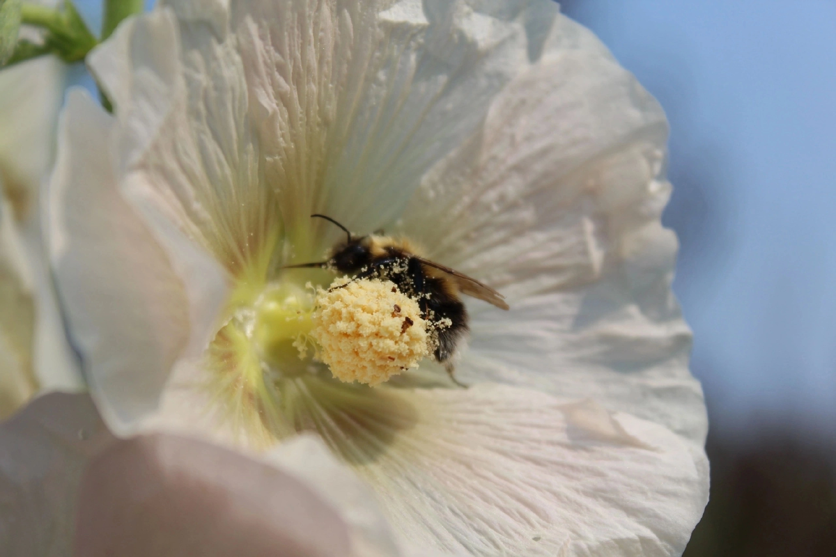 Пчела за сбором нектара