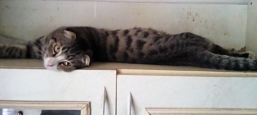 Блинчику недавно исполнилось 6 месяцев