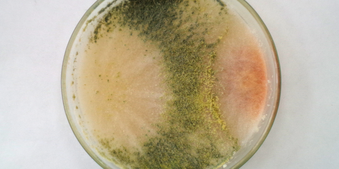 Биопрепараты для сада и огорода: альтернатива химическим пестицидам