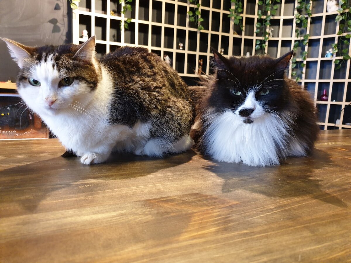 Мыша (слева) и Эсхата (справа)