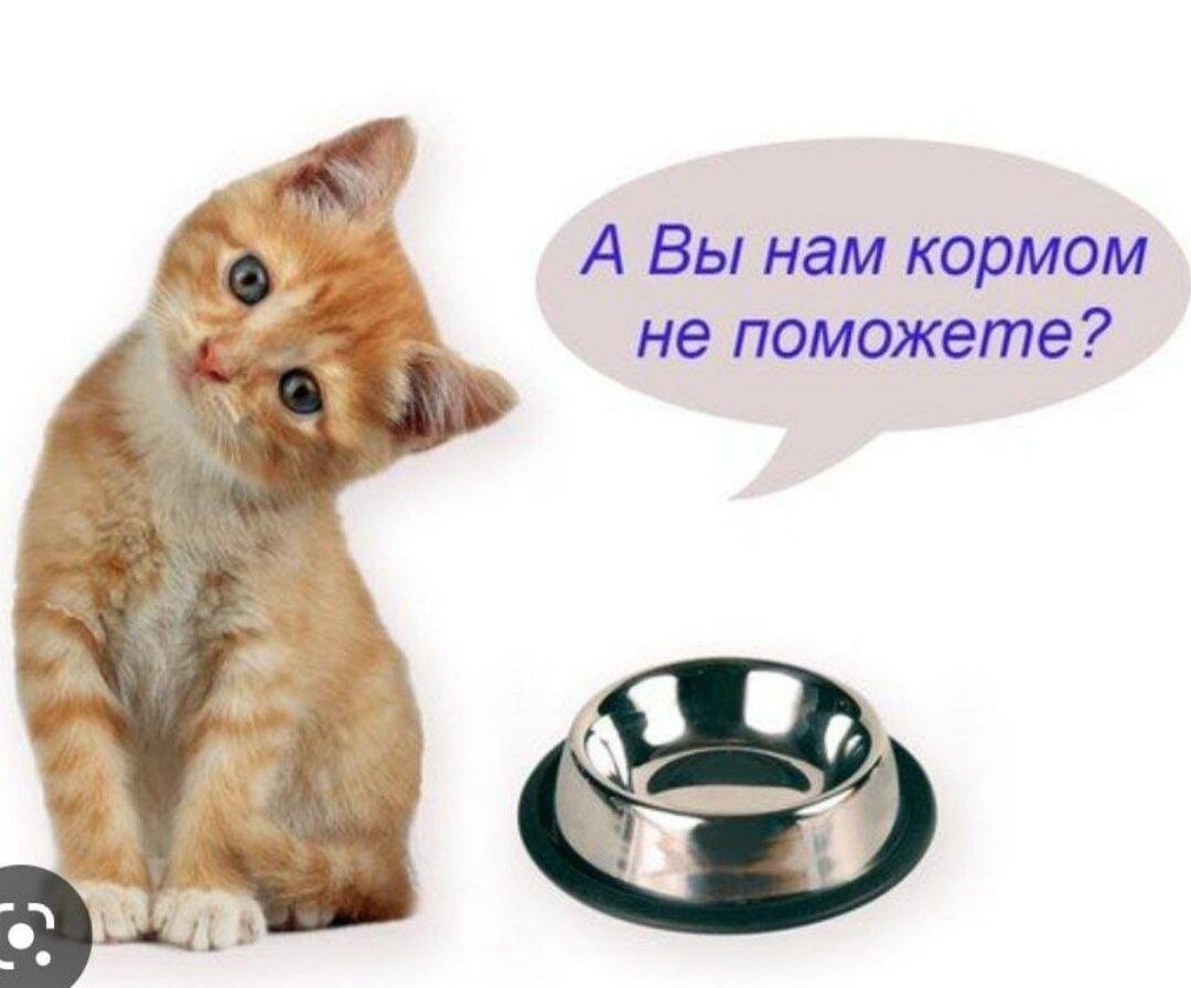 Если корм кончился. У нас закончился корм помогите нам. Нужен корм. Помогите кормом для кошек. У нас закончился корм.