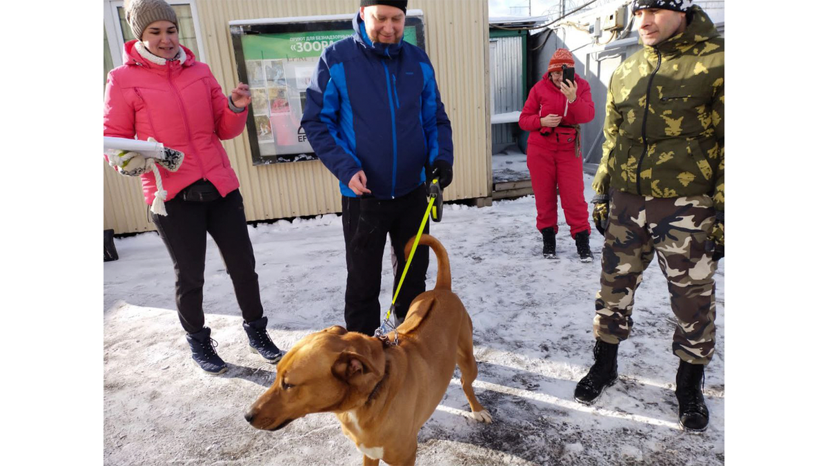 В Москве весь приют вышел провожать домой своего любимца | Питомцы Mail.ru  | Дзен