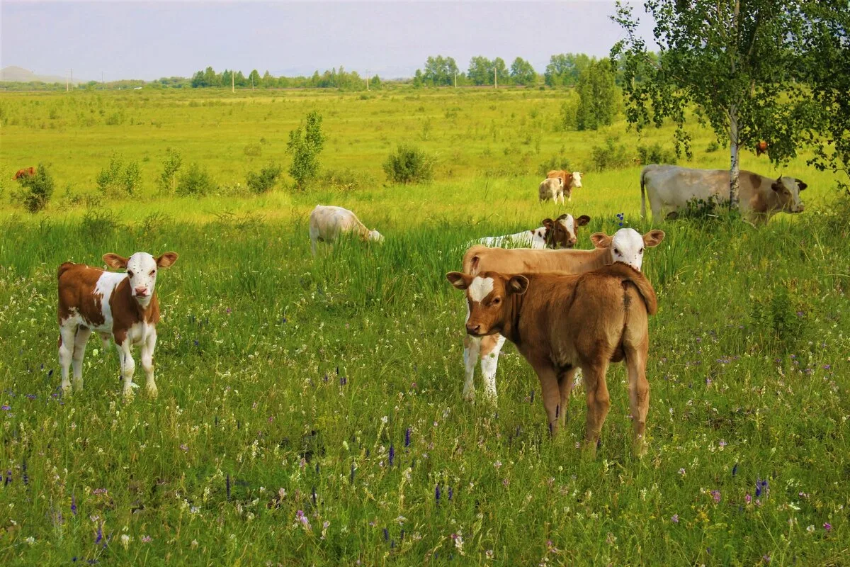 яндекс картинки