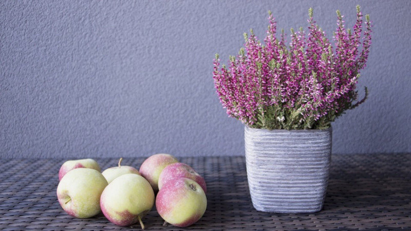     Деревенская еда. Pixabay.com