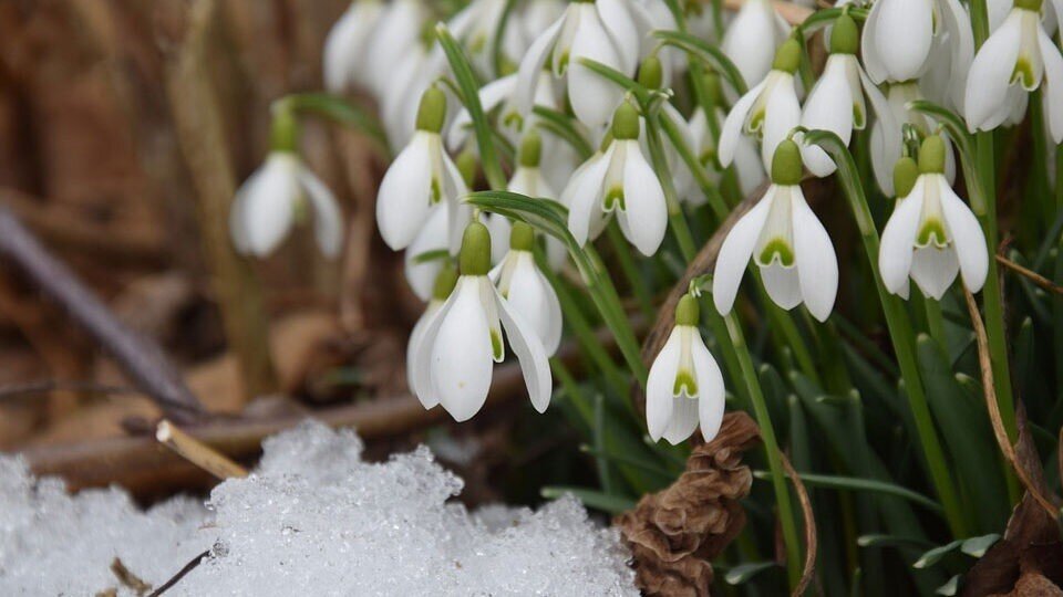     8 марта будет нерабочим днем в России  pixabay.com