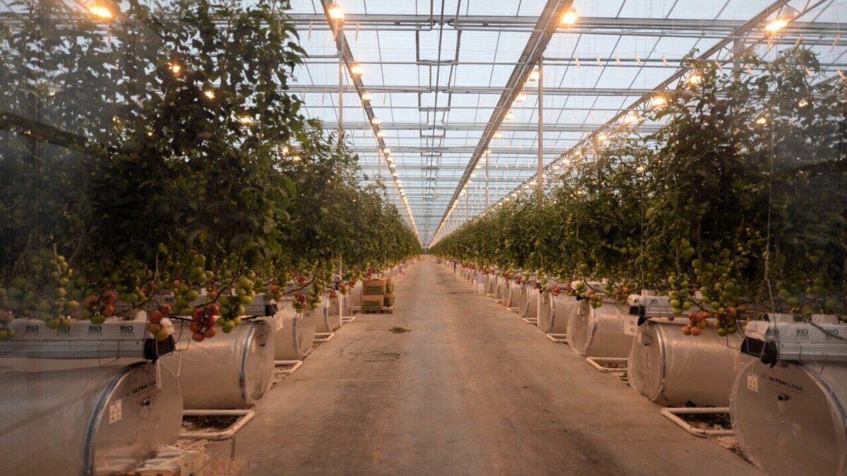     С началом весны приходит и посевной сезон. Дачники Елабужского района уверены, что нужно заранее предусмотреть план предстоящих работ. Приступать к работе можно постепенно с рассады, которую сеют уже в марте. О том, какими растениями и овощами нужно заняться уже сейчас, — в материале Inkazan.