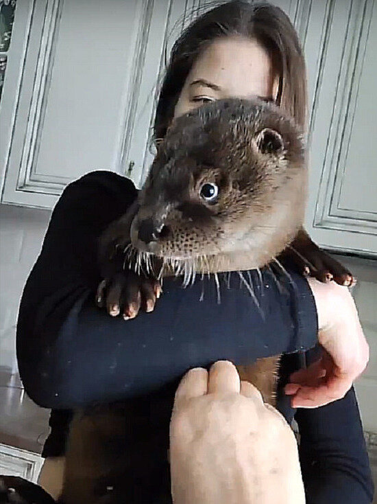     Скриншот из видеозаписи "Птичий дворик" / "ВКонтакте"