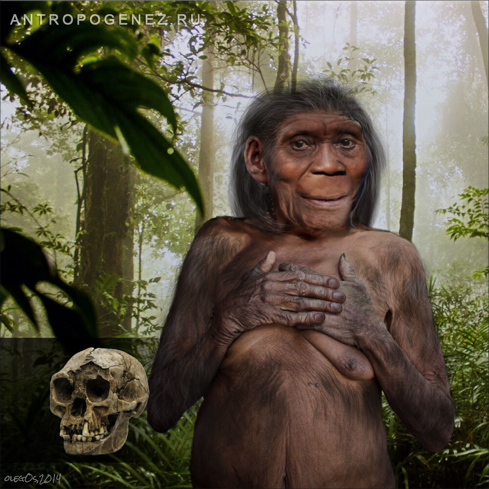 Homo floresiensis