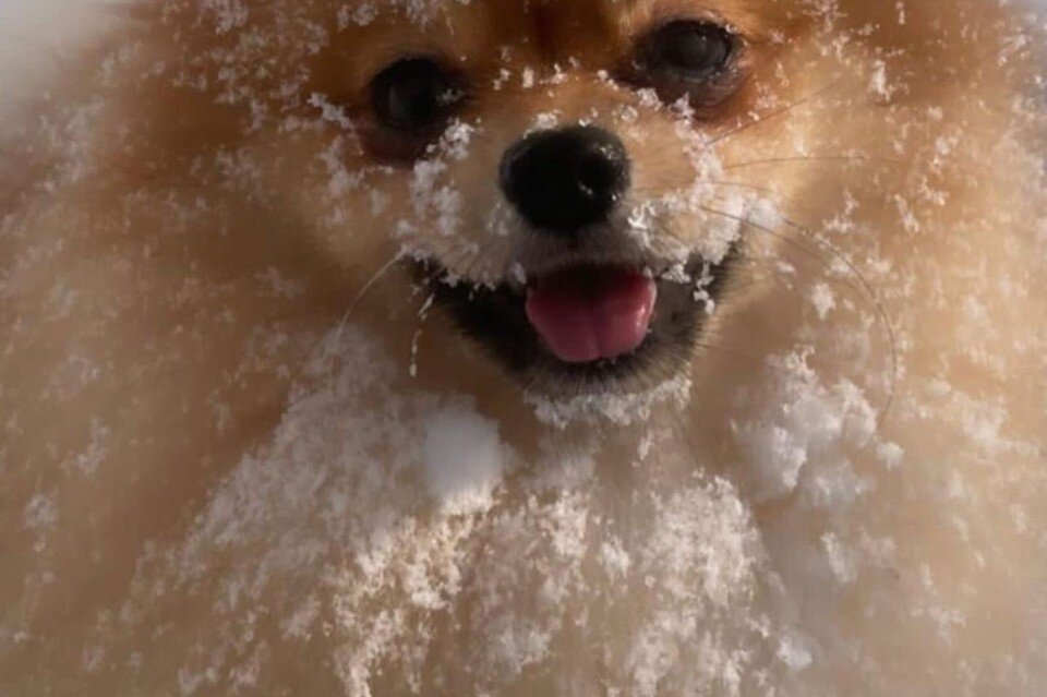     Пропавший шпиц Бьюти. @agens_stylist.  Соцсети