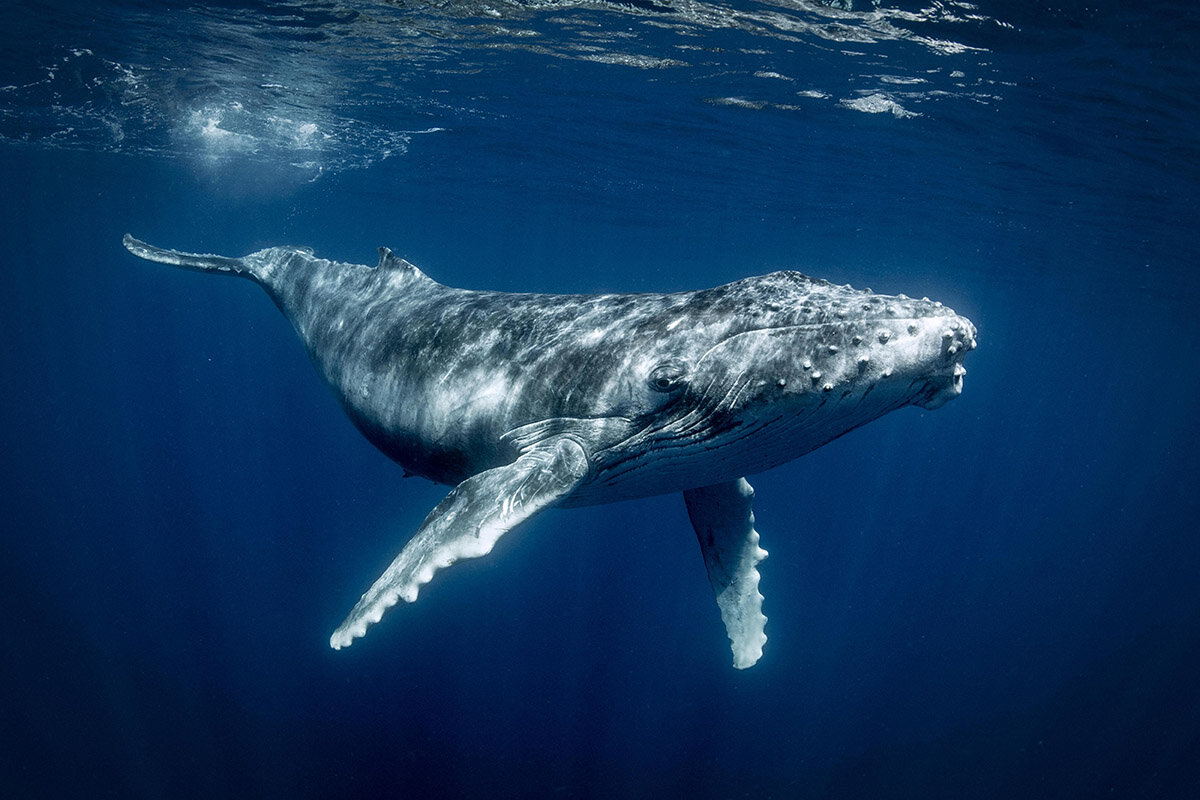 фото кит ру