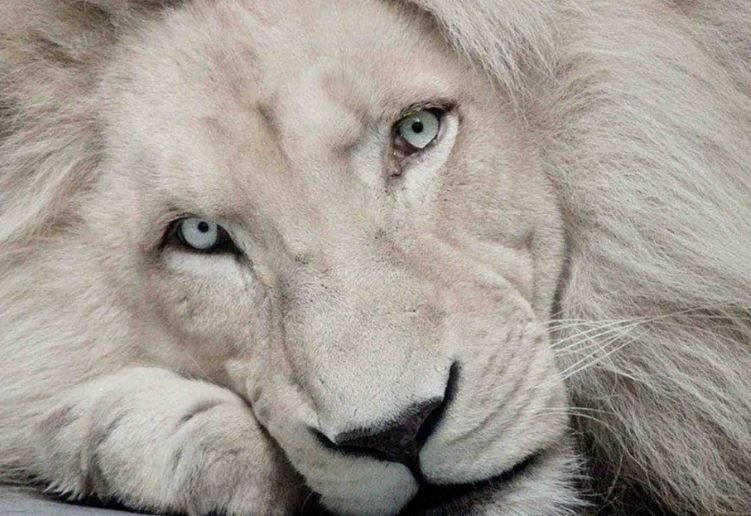      Белы лев
