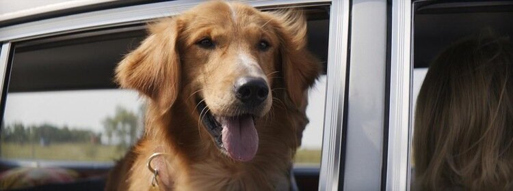 Скрин из "Собачьей жизни". Напомню кратко сюжет: собака по имени Бэйли множество раз перерождается в новых телах. Иногда перерождение приносит необъятное счастье, иногда жизнь Бэйли быстро обрывается, но всякий раз он получает незаменимый опыт, отвечающий на вопрос - как жить счастливо