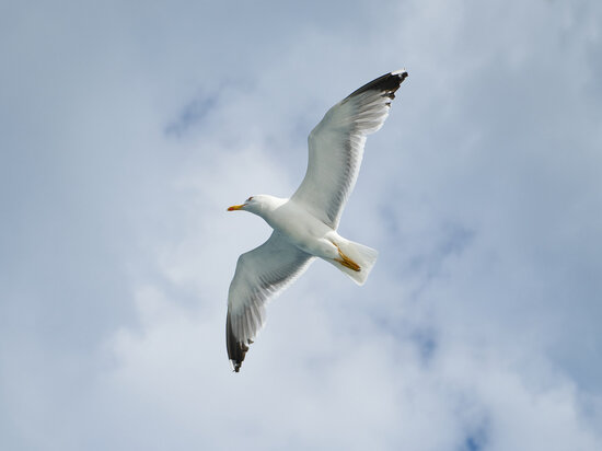     Православные христиане 28 марта 2023 года отмечают Александров день. Фото: Freepik.com