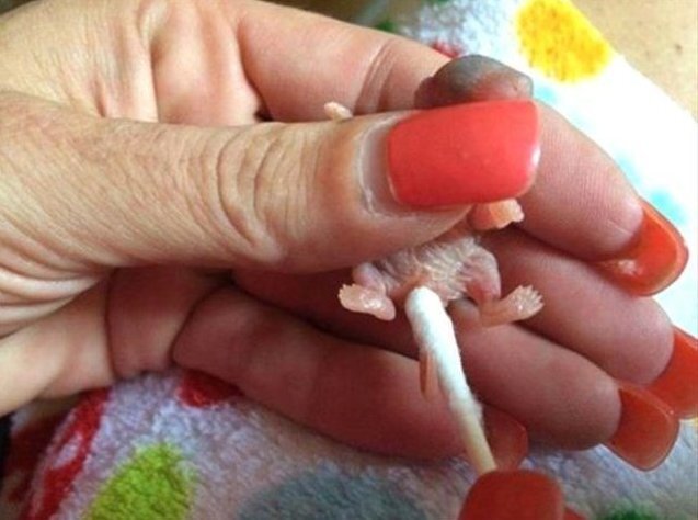 История начинается с того, что героиня этой истории рассказала в соц сетях о непонятном существе, которое они с сыном хотели сначала выкинуть.