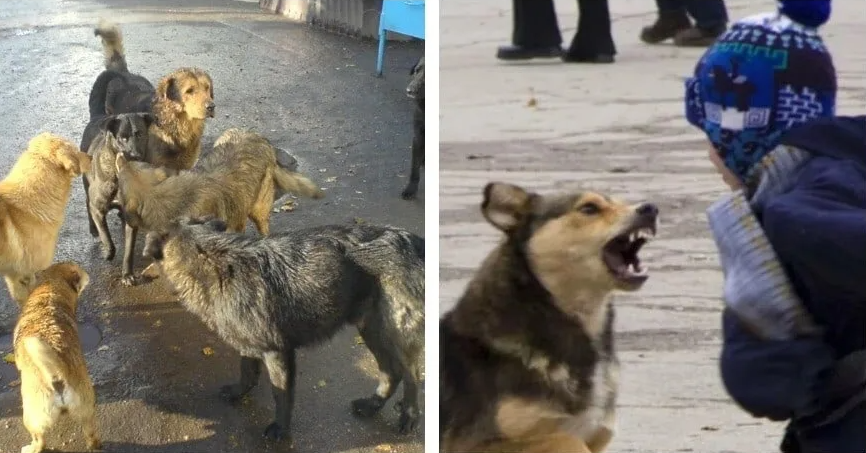 Бродячие собаки нападают на людей фото