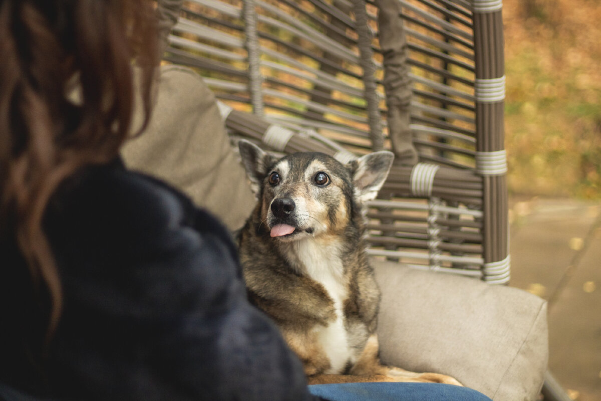 Съемка проходила на территории дома, чтобы питомцам было комфортнее