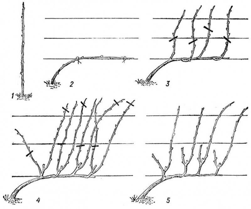 Виноград сколько оставлять лоз. Схема правильной обрезки винограда. Формировка куста винограда для начинающих. Схемы формировки куста винограда. Схемы формирования виноградного куста.