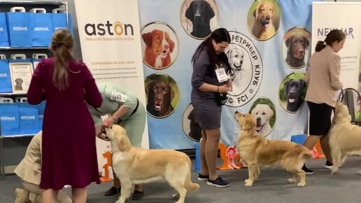 Участие на выставках золотистого ретривера - как подготовить своего питомца