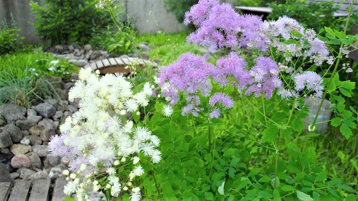 Василистник delavayi