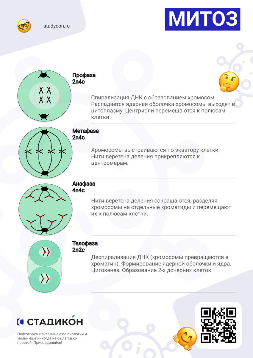 Деление клеток: митоз, мейоз, бинарное деление надвое, амитоз. | СтадикÓн -  онлайн школа | ОГЭ | ЕГЭ | Дзен