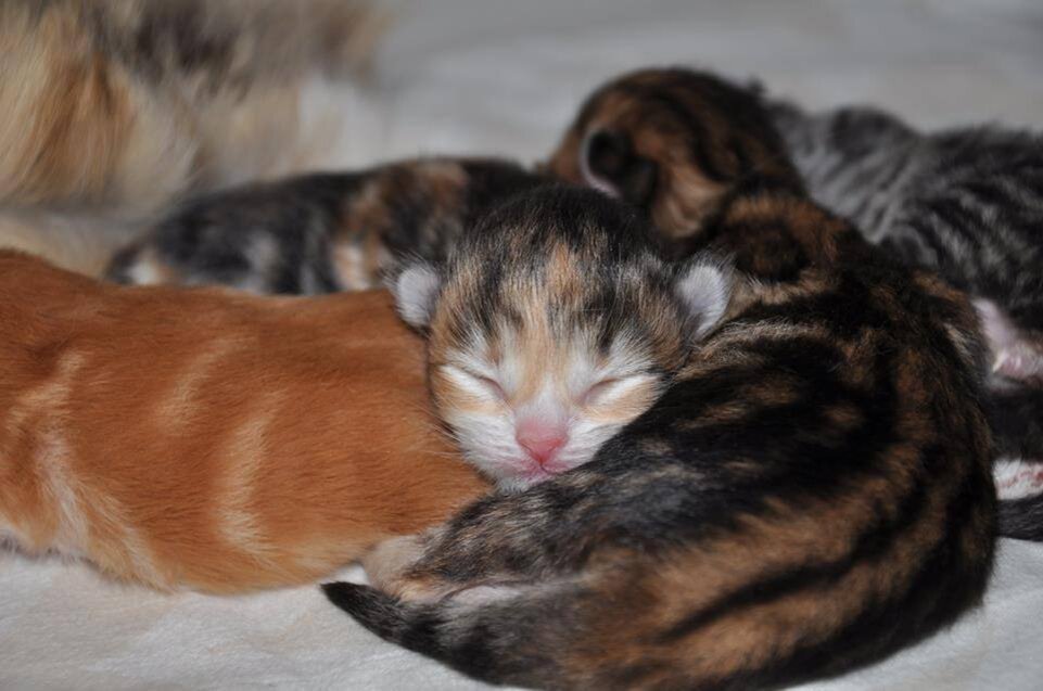 такой я увидела маленькую Фиону и влюбилась