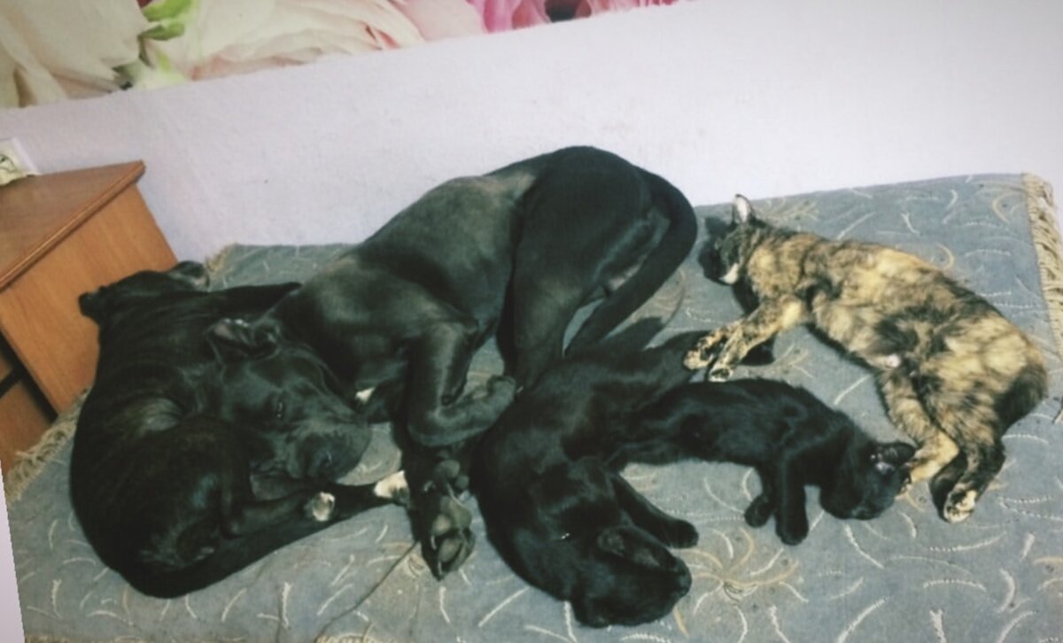 Багира, Гаврюша, Уголек, Мелкая и Ёта