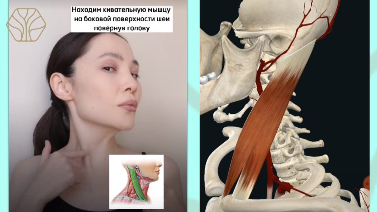 Грудина ключично сосцевидная мышца