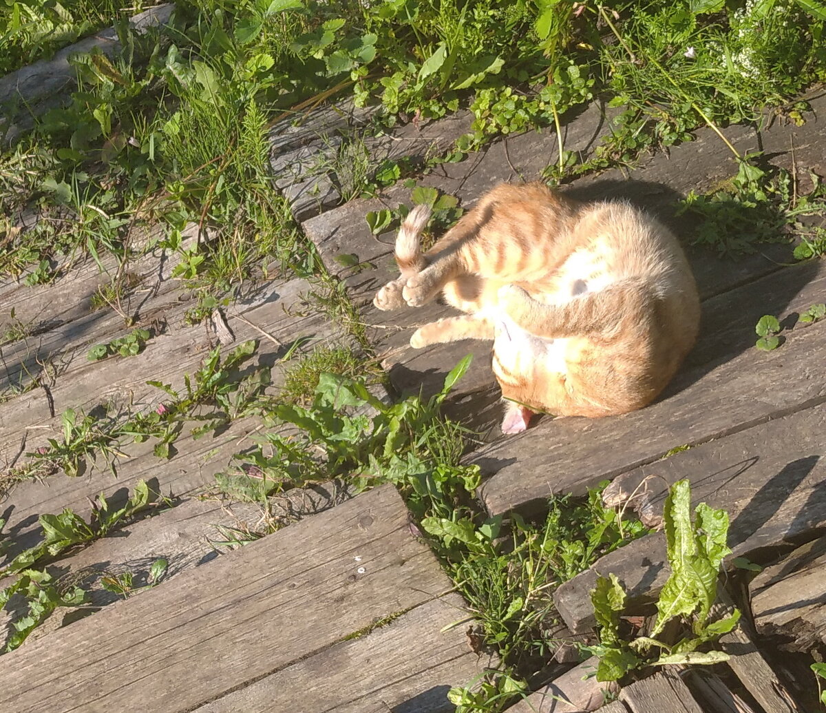 Личное  фото.