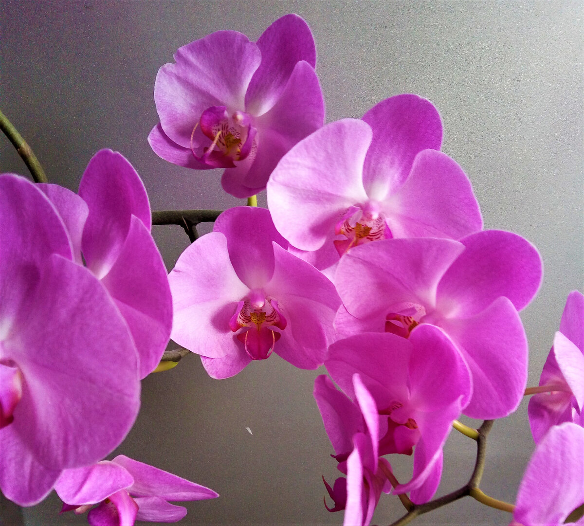 Цветущий фаленопсис. Фото из архива автора.