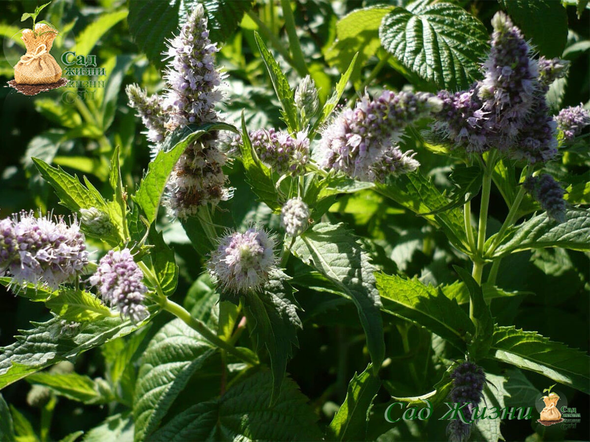 Мята перечная. Мята колосковая(Mentha spicata l.). Мята перечная (Mentha piperita). Mentha spicata мята колосистая.